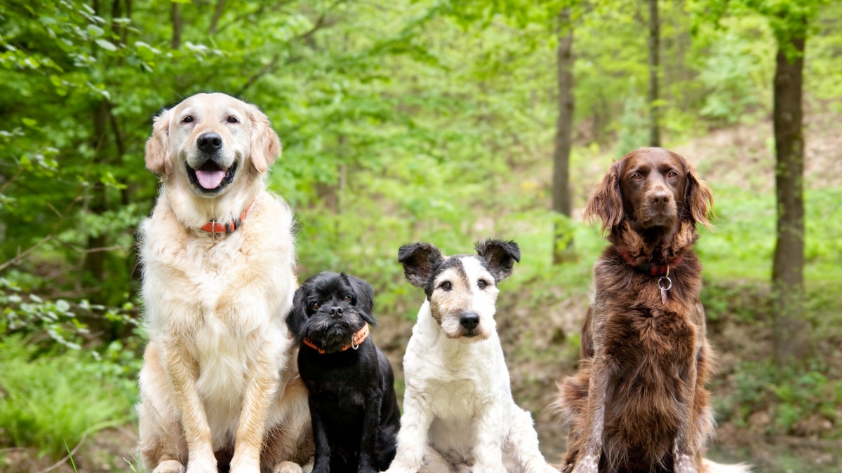 The Best Family Dogs UK the-best-family-dogs-uk